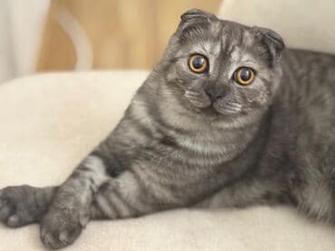 Şotland yastı qulaq, Erkək, Yaxşı əllərə, Ünvandan götürmə lalafo.az -da Şotland yastı qulaq, Erkək, Yaxşı əllərə, Ünvandan götürmə