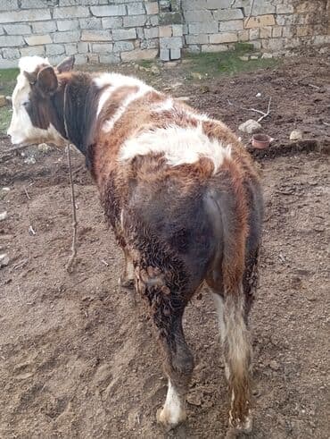 11 aylıq əkəy dana 150 kilo əti var damazlıq yarayır ətdiyə də lalafo.az -da 11 aylıq əkəy dana 150 kilo əti var damazlıq yarayır ətdiyə də