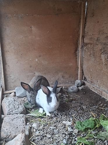 Salam Sağlam Dovsandir Endirim Olacaq lalafo.az -da Salam Sağlam Dovsandir Endirim Olacaq