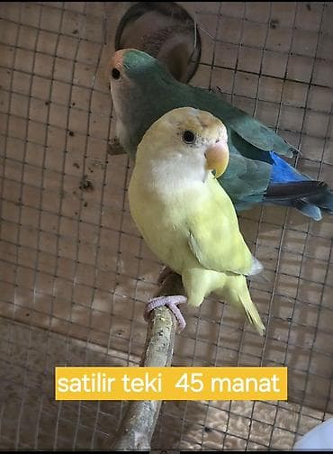 Karela 30 manata satilir unvan Mewtaga lalafo.az -da Karela 30 manata satilir unvan Mewtaga