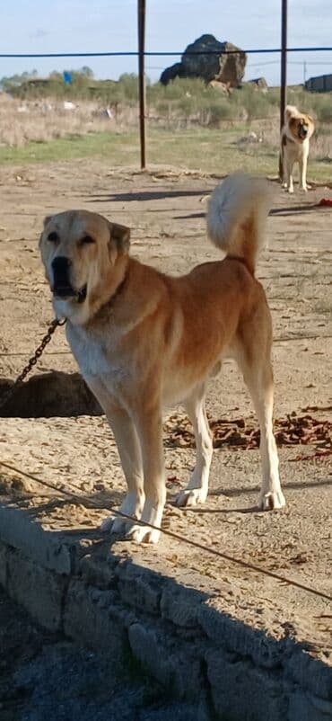 Qurdbasar, 2 il, Erkek, Peyvəndli, Rayonlara çatdırılma lalafo.az -da Qurdbasar, 2 il, Erkek, Peyvəndli, Rayonlara çatdırılma