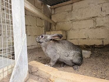 Boz rəngli yerli cins dovşanb Balaca vaxtindan ozum saxlamisam tek lalafo.az -da Boz rəngli yerli cins dovşanb Balaca vaxtindan ozum saxlamisam tek