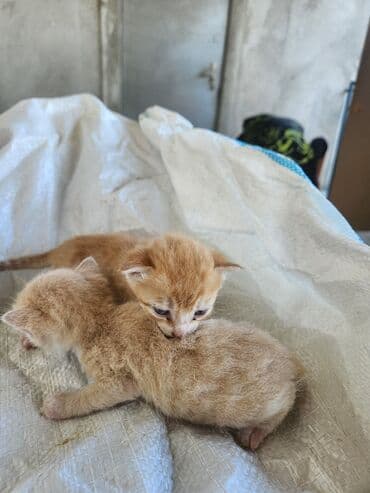 Dişi, Erkək, Yaxşı əllərə, Ünvandan götürmə, Pulsuz çatdırılma lalafo.az -da Dişi, Erkək, Yaxşı əllərə, Ünvandan götürmə, Pulsuz çatdırılma