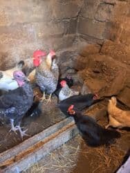 Tam saglam yumurtayan toyuglar Bakının Digah kendi lalafo.az -da Tam saglam yumurtayan toyuglar Bakının Digah kendi