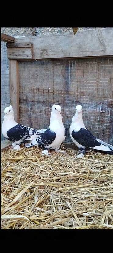 Hünkari ailəsi satılır hazır cüt Erkəy maya yumurtaya döyürlər lalafo.az -da Hünkari ailəsi satılır hazır cüt Erkəy maya yumurtaya döyürlər