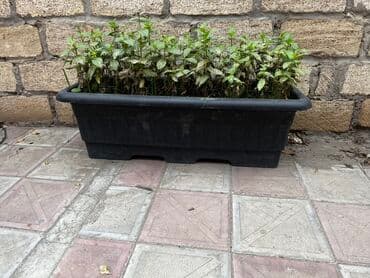 Uzun plastik balkon çiçək və göyərti əkmək üçün qab Xüsusiyyətlər: - lalafo.az -da Uzun plastik balkon çiçək və göyərti əkmək üçün qab Xüsusiyyətlər: -