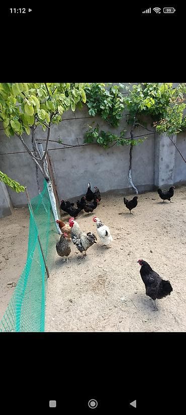 Toyuq, Australorp, Damazlıq, Ünvandan götürmə lalafo.az -da Toyuq, Australorp, Damazlıq, Ünvandan götürmə