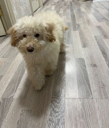 Pudel cinsidir. Ağıllı heyvandır və 3 aylıgdır Bitə birəyə qarşı lalafo.az -da Pudel cinsidir. Ağıllı heyvandır və 3 aylıgdır Bitə birəyə qarşı