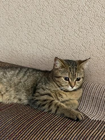 Britan, Dişi, Pulsuz çatdırılma lalafo.az -da Britan, Dişi, Pulsuz çatdırılma