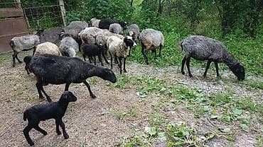 Salam olsun hərkəsə qoyunlar ramanov Qoyunlari tam saxlamdi 11 boğaz 4 lalafo.az -da Salam olsun hərkəsə qoyunlar ramanov Qoyunlari tam saxlamdi 11 boğaz 4