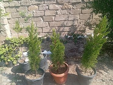 Limonnu yolka 3 eded qalib 3unde gotrsez cemin30azn Thuja (ərəb lalafo.az -da Limonnu yolka 3 eded qalib 3unde gotrsez cemin30azn Thuja (ərəb