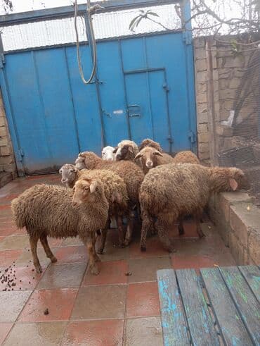 Quzu, Erkək, Qala, ay: 3, 1 kq, Damazlıq, Ünvandan götürmə lalafo.az -da Quzu, Erkək, Qala, ay: 3, 1 kq, Damazlıq, Ünvandan götürmə