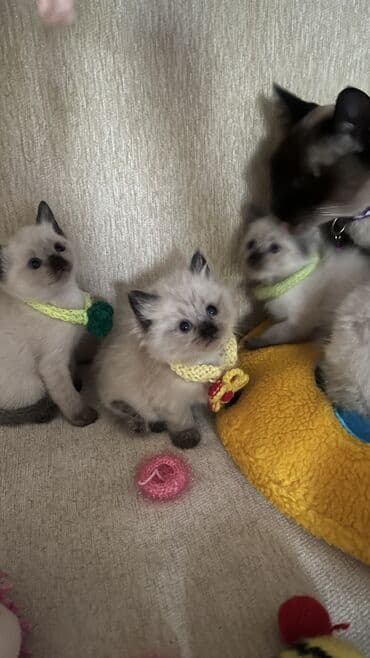 Erkək, Dişi lalafo.az -da Erkək, Dişi