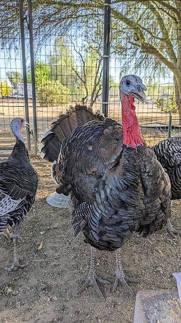 Erkək, Damazlıq lalafo.az -da Erkək, Damazlıq