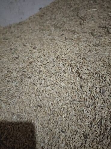 Qobustan rayonunda 4 ton arpa var. Tonu 400 manat lalafo.az -da Qobustan rayonunda 4 ton arpa var. Tonu 400 manat