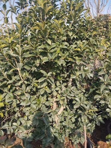 Бусы: Bağ və landşaft üçün qapalı qablarda əkilmiş dekorativ bitkilər - at lalafo.az — 5 Бусы: Bağ və landşaft üçün qapalı qablarda əkilmiş dekorativ bitkilər - — 5