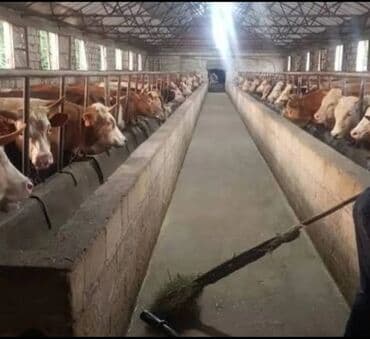 BÜTÜN "TƏSƏRRÜFFAT" işləri "böyük məharətlə" əlimdən gəlir. Və lalafo.az -da BÜTÜN "TƏSƏRRÜFFAT" işləri "böyük məharətlə" əlimdən gəlir. Və