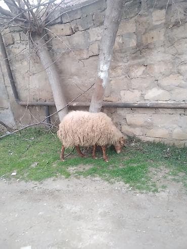 Ağ qoyun qoca deyil 4 qarın doğub hal hazırda boğazdı lalafo.az -da Ağ qoyun qoca deyil 4 qarın doğub hal hazırda boğazdı