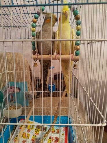 İki eded Karella qusudur .Dam ve qefesi usdunde verilir. Ciddi aliciya lalafo.az -da İki eded Karella qusudur .Dam ve qefesi usdunde verilir. Ciddi aliciya