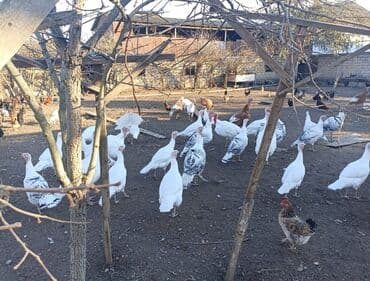 Salyan rayonundadi,catdirilma yoxdur,bosuna narahat etmeyin lalafo.az -da Salyan rayonundadi,catdirilma yoxdur,bosuna narahat etmeyin