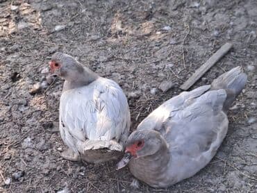 Варенье: Lal ördəklər satılır qiymət saya və cinsinə görə dəyişir at lalafo.az — 9 Варенье: Lal ördəklər satılır qiymət saya və cinsinə görə dəyişir — 9