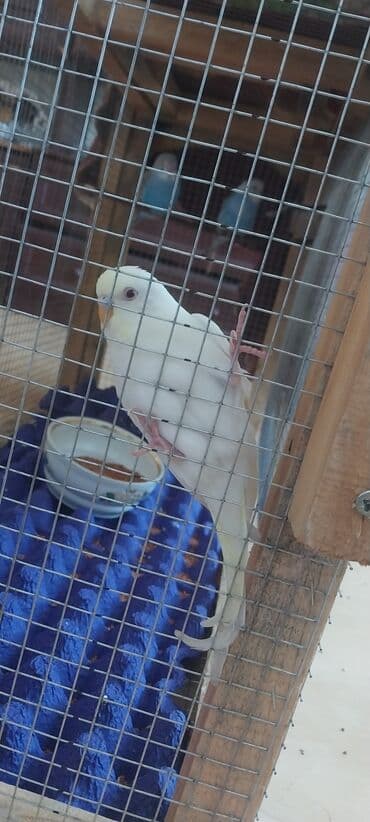 Valnitsi papuqay 1 ay 20 günlükdür. qiyməti 10 manat. Qiymət sondur lalafo.az -da Valnitsi papuqay 1 ay 20 günlükdür. qiyməti 10 manat. Qiymət sondur