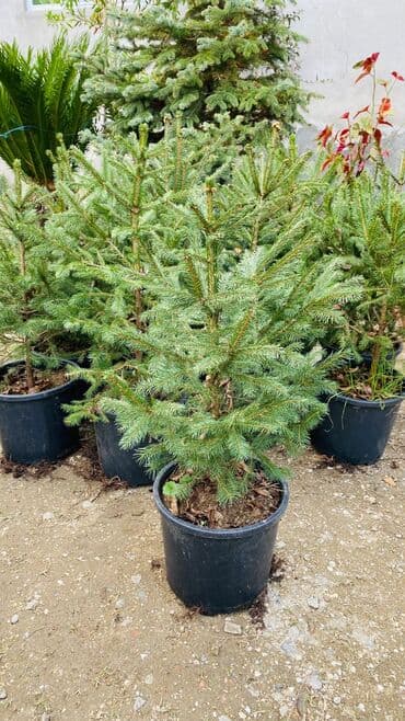 Pixta yolkalari sifariş üçün əlaqə saxlaya bilərsiz whatsapp aktivdir lalafo.az -da Pixta yolkalari sifariş üçün əlaqə saxlaya bilərsiz whatsapp aktivdir