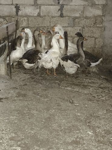 Diqətle oxu qazlar satlir 10 ededi kom satlir kok qazlardi Unvan lalafo.az -da Diqətle oxu qazlar satlir 10 ededi kom satlir kok qazlardi Unvan