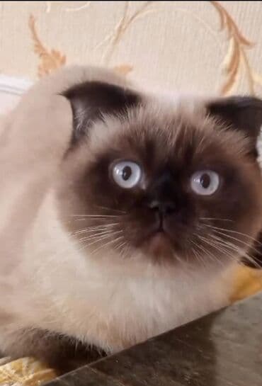 Şotland, Dişi lalafo.az -da Şotland, Dişi