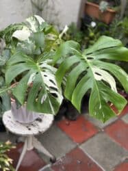 Удобрения: Vatsapp mövcuddur!. Çatdırılma metrolara, Şamaxinkaya mövcuddur və at lalafo.az — 1 Удобрения: Vatsapp mövcuddur!. Çatdırılma metrolara, Şamaxinkaya mövcuddur və — 1