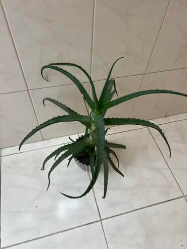 Aloe vera orjinal çoxalan bitki lalafo.az -da Aloe vera orjinal çoxalan bitki
