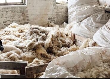 Qoyun yunu satılır.Çəkisi 800 kq.Hamısı bütöv şəkildə satılır.Real lalafo.az -da Qoyun yunu satılır.Çəkisi 800 kq.Hamısı bütöv şəkildə satılır.Real