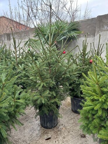 Другие растения: Canlı Skandinaviya şamı (Norveç küknarı) – qablarda - Növ: Picea at lalafo.az — 3 Другие растения: Canlı Skandinaviya şamı (Norveç küknarı) – qablarda - Növ: Picea — 3