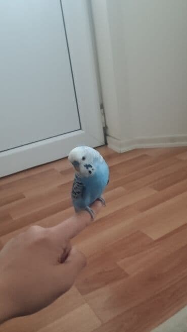 Məhsul: Dalğalı tutuquşu (budağı/əlin üstündə durmağa öyrəşmiş) lalafo.az -da Məhsul: Dalğalı tutuquşu (budağı/əlin üstündə durmağa öyrəşmiş)