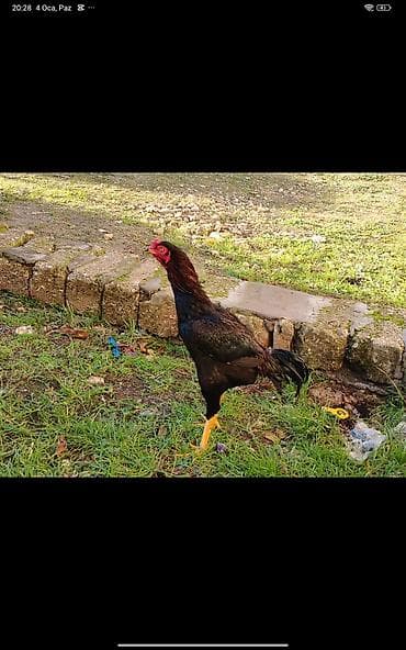 Salam Allah satanada alanada xeyr versin cinsli heyvandi efgan türk lalafo.az -da Salam Allah satanada alanada xeyr versin cinsli heyvandi efgan türk