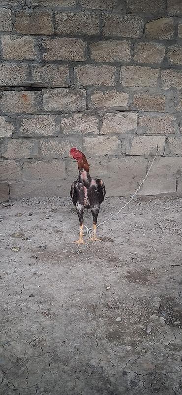 Heyratı satılır yaxşı cins axdaranlar narahat eləsin. - Xüsusiyyətlər at lalafo.az Heyratı satılır yaxşı cins axdaranlar narahat eləsin. - Xüsusiyyətlər