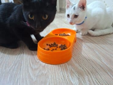 Erkək, Dişi, Yaxşı əllərə, Ödənişli çatdırılma, Ünvandan götürmə lalafo.az -da Erkək, Dişi, Yaxşı əllərə, Ödənişli çatdırılma, Ünvandan götürmə