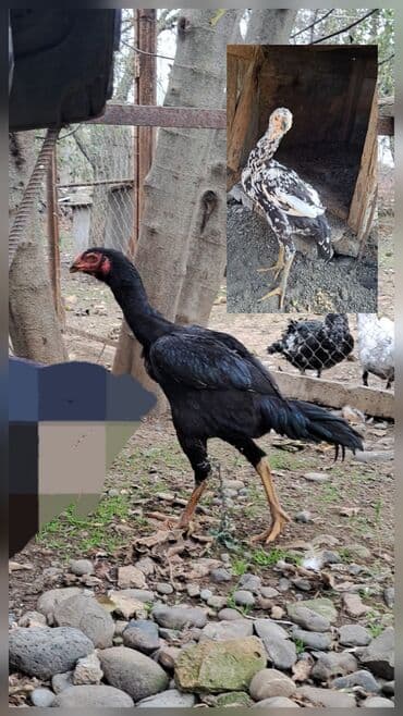 Heyratı xoruz 5-ay yarımlıq fərə 3-aylıq hər iksidə daş pipikdi eyni lalafo.az -da Heyratı xoruz 5-ay yarımlıq fərə 3-aylıq hər iksidə daş pipikdi eyni