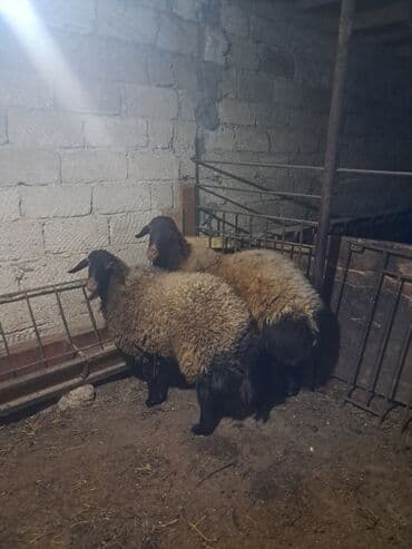 Dişi, Qala, il: 1, 60 kq, Damazlıq, Ünvandan götürmə lalafo.az -da Dişi, Qala, il: 1, 60 kq, Damazlıq, Ünvandan götürmə