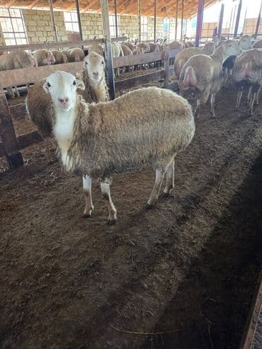 Dişi, il: 1, 50 kq, Damazlıq, Ödənişli çatdırılma lalafo.az -da Dişi, il: 1, 50 kq, Damazlıq, Ödənişli çatdırılma