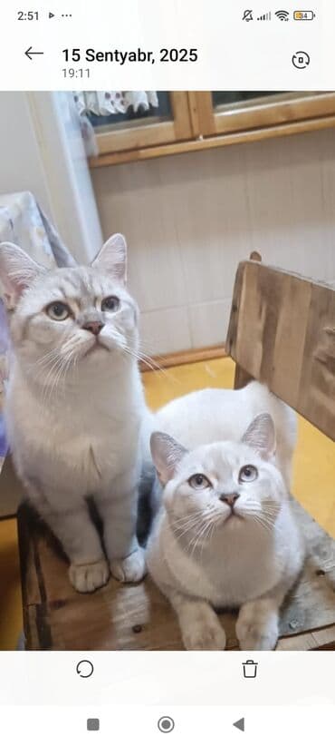 Növ: Ev pişiyi, gümüşü rəng çalarlarında Sayı: 2 ədəd (bir cüt) lalafo.az -da Növ: Ev pişiyi, gümüşü rəng çalarlarında Sayı: 2 ədəd (bir cüt)