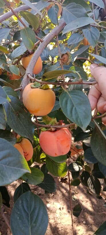 Məhsulun heç bir çürüyü yoxdur.Ağacda qalıb dərilmiyib.Kim istəyir lalafo.az -da Məhsulun heç bir çürüyü yoxdur.Ağacda qalıb dərilmiyib.Kim istəyir