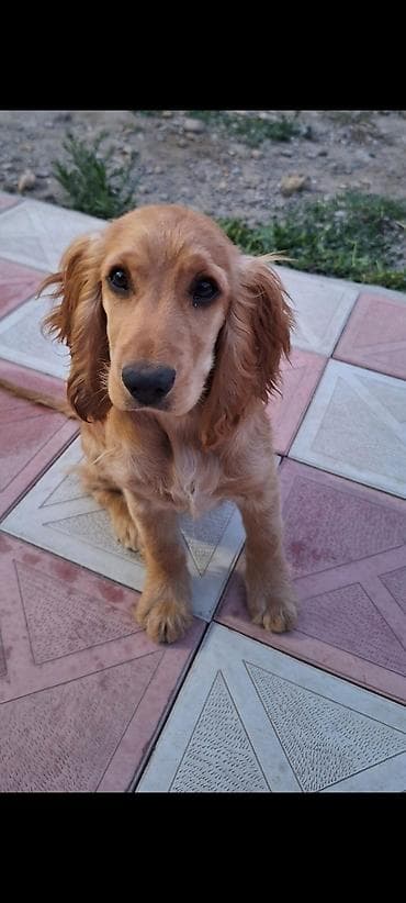 Koker spaniyel, 4 ay, Erkek, Peyvəndli, Ünvandan götürmə lalafo.az -da Koker spaniyel, 4 ay, Erkek, Peyvəndli, Ünvandan götürmə