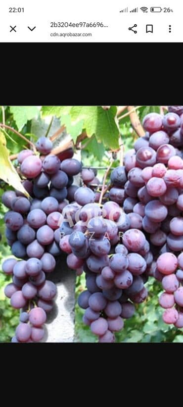 Üzüm satılır istəyən əlaqə saxlasın hər cür sortda lalafo.az -da Üzüm satılır istəyən əlaqə saxlasın hər cür sortda