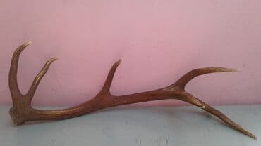 Продается для декора гостиной комнаты сувенир рог, приобретенный в lalafo.az -da Продается для декора гостиной комнаты сувенир рог, приобретенный в