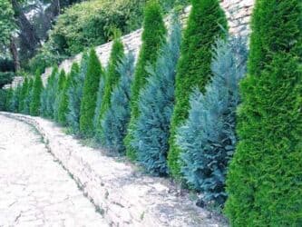 Удобрения: Thuja toxumları, sərv, Arizona sərv, mavi thuja, qərb thuja və şərq at lalafo.az — 15 Удобрения: Thuja toxumları, sərv, Arizona sərv, mavi thuja, qərb thuja və şərq — 15