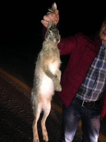 Salam temiz çöl dovşanı satılır 1000% ov olunmuş çöl dovasndir lalafo.az -da Salam temiz çöl dovşanı satılır 1000% ov olunmuş çöl dovasndir