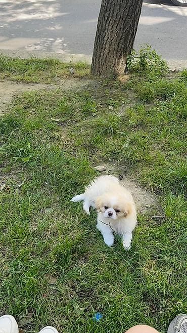 Pekines, 5 ay, Erkek, Peyvəndli, Ünvandan götürmə lalafo.az -da Pekines, 5 ay, Erkek, Peyvəndli, Ünvandan götürmə