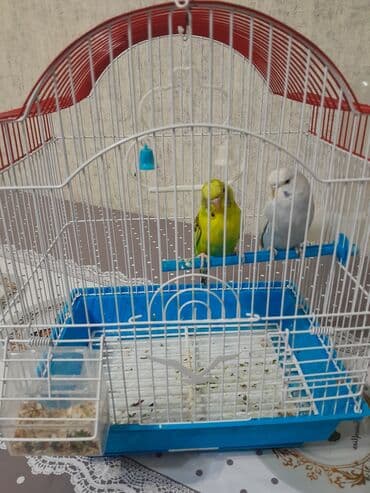 Salam cütdülər ərkək maya qəfəslə birlikdə satılır 60 azn lalafo.az -da Salam cütdülər ərkək maya qəfəslə birlikdə satılır 60 azn