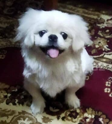 Pekines, 8 ay, Ödənişli çatdırılma lalafo.az -da Pekines, 8 ay, Ödənişli çatdırılma